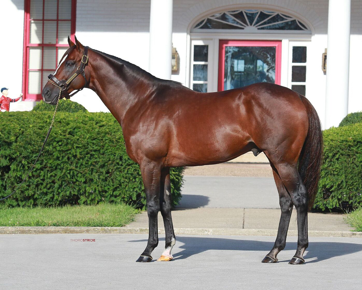 STALLIONS – Highfield Stock Farm