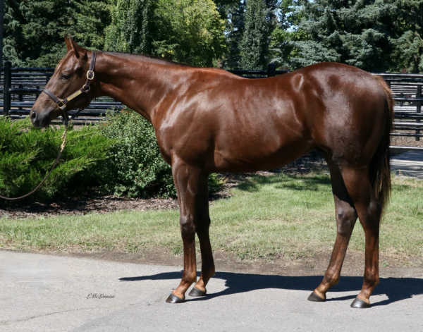 Crafty Engagement Filly | Highfield Stock Farm