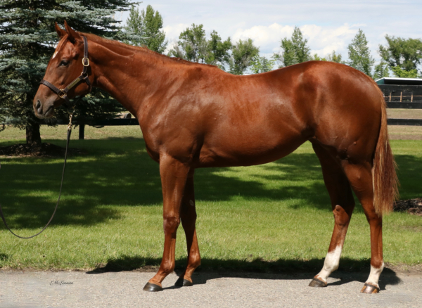 Ennis Lady Filly | Highfield Stock Farm