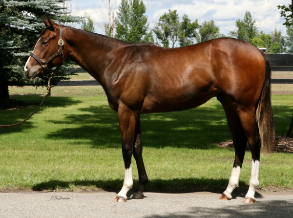 Eustacia Gelding | Highfield Stock Farm