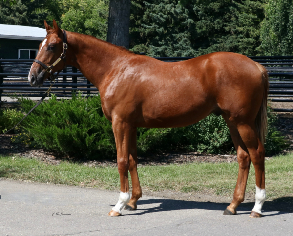 Joyful Frolic Gelding | Highfield Stock Farm