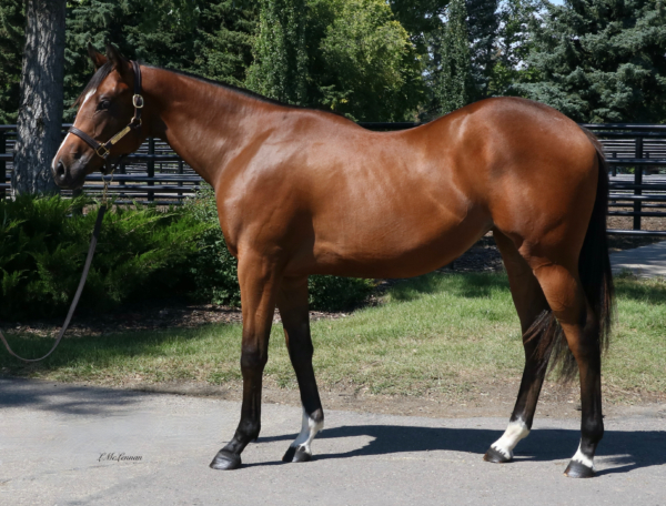 Responsibility Filly | Highfield Stock Farm