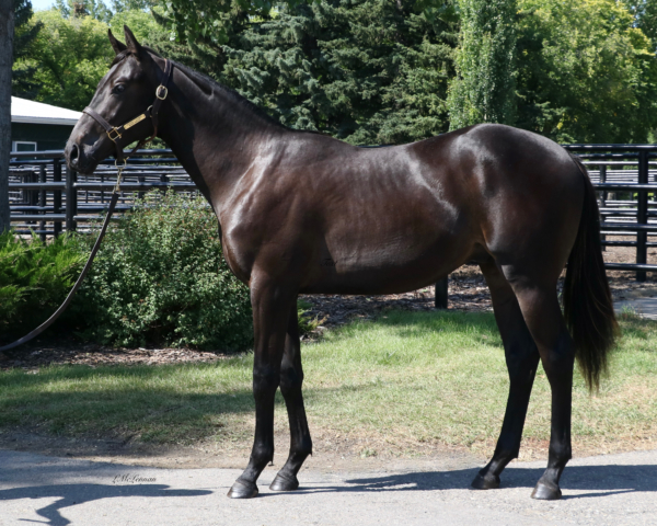 Wednesday's Out Colt | Highfield Stock Farm
