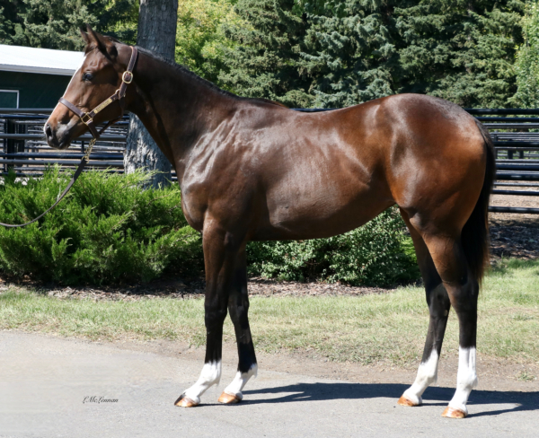 Hope's Appeal | Highfield Stock Farm