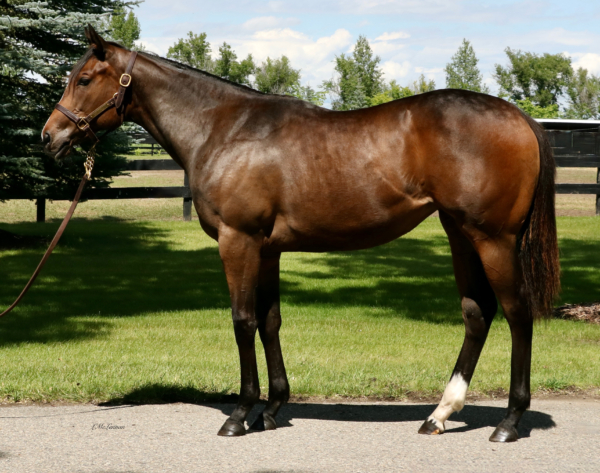Passive Filly | Highfield Stock Farm