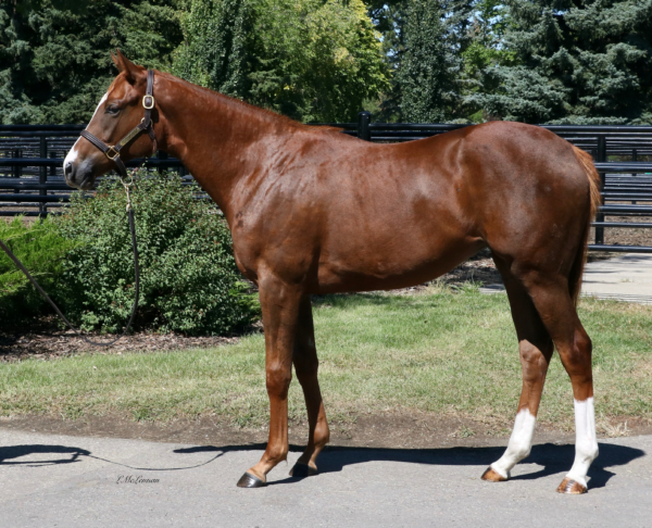 True Devotion Filly | Highfield Stock Farm