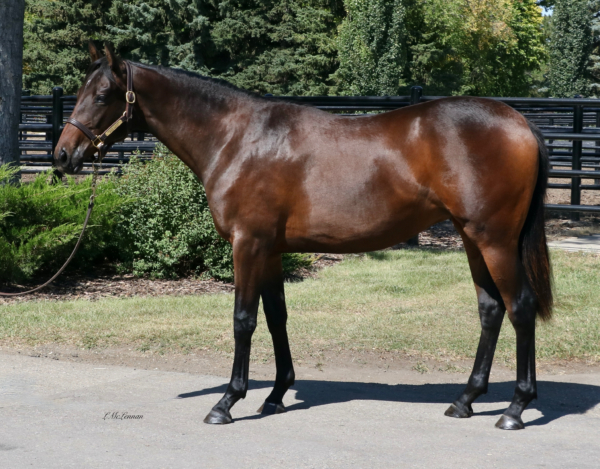 My Name is Mud | Muddles | Highfield Stock Farm