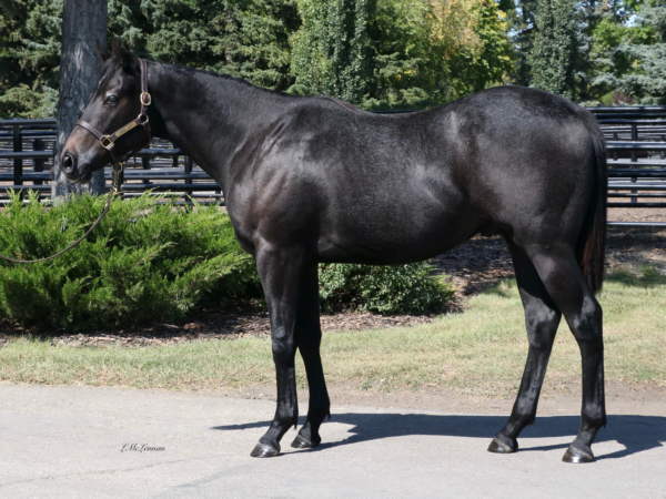 Anstrum Gelding | Highfield Stock Farm