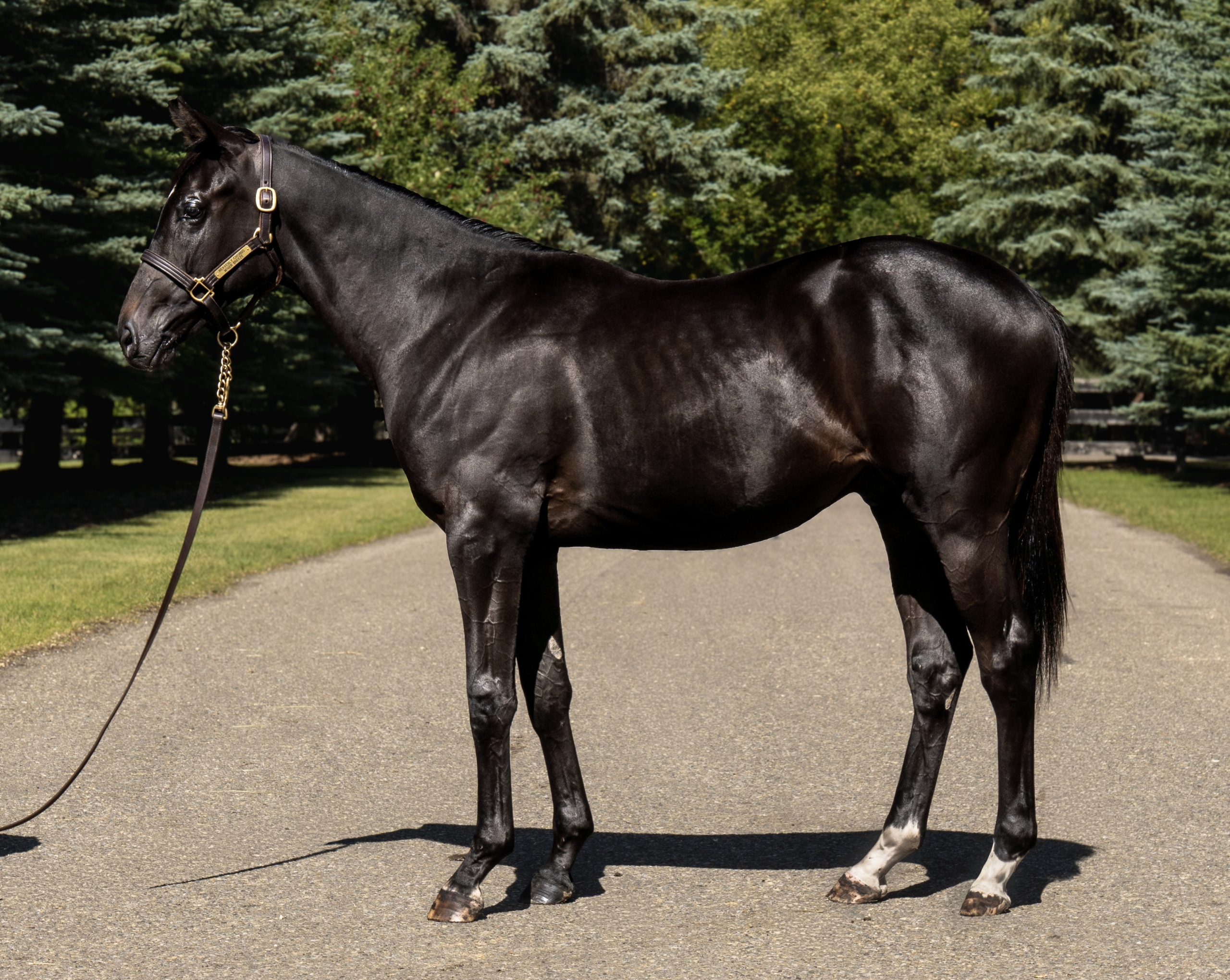 25 Curlin’s Prize